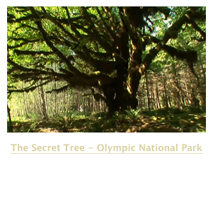 The Secret Tree - Olympic National Park