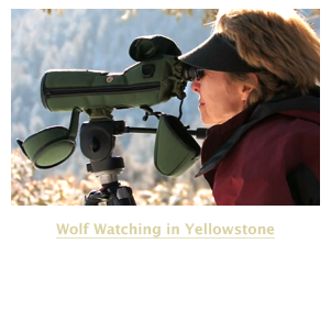 Wolf Watching in Yellowstone