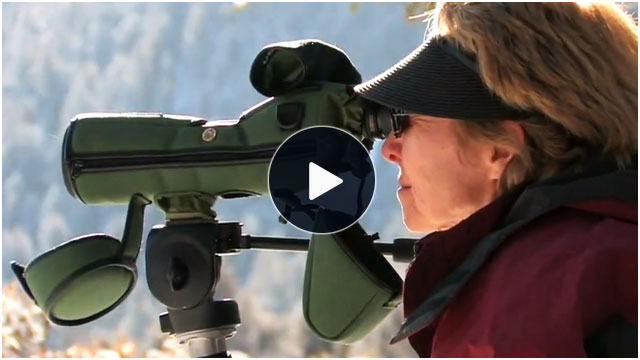 Wolf Watching in Yellowstone