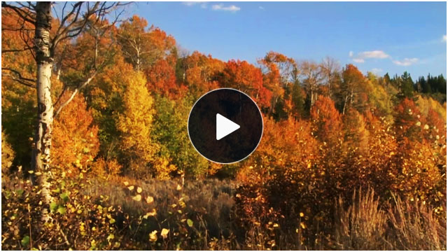 Autumn in Grand Teton